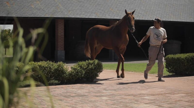 Horses, Asado & Nature. a Day at a Thoroughbred Farm - Booking and Transportation Information