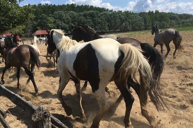 Horseshow on the Hungarian Puszta, Private Tour From Budapest With Entry! - Puszta Horse Show