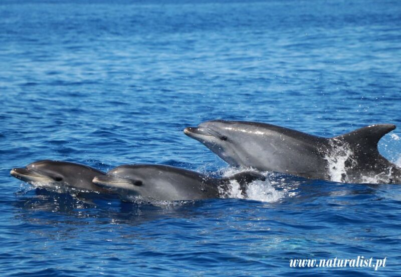 Horta: Whale and Dolphin Watching Expedition - Tour Details