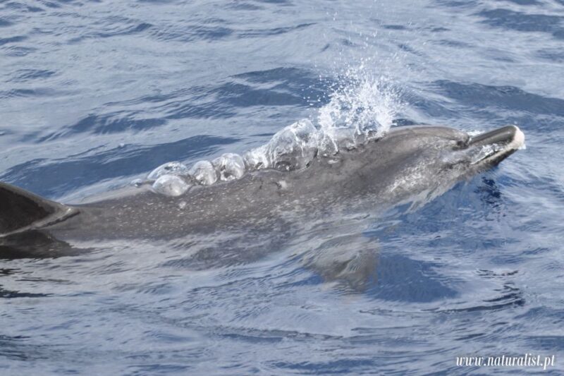 Horta: Whale and Dolphin Watching Expedition - Safety and Restrictions