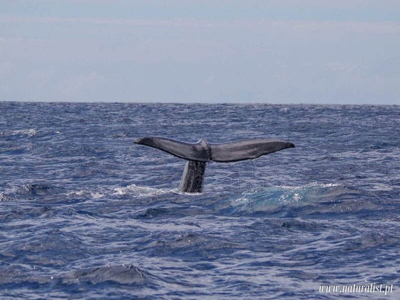 Horta: Whale and Dolphin Watching Expedition - Customer Reviews and Ratings