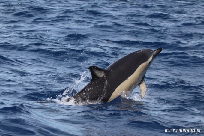 Horta: Whale and Dolphin Watching Expedition - Collaboration With Whale Spotters