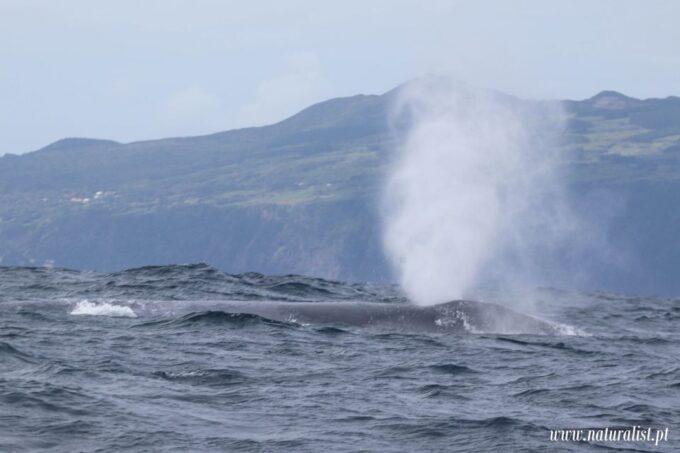 Horta: Whale and Dolphin Watching Expedition - Briefing on Marine Biodiversity
