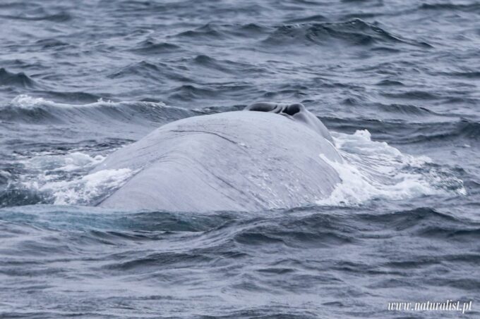Horta: Whale and Dolphin Watching Expedition - Waterproof Clothes and Insurance