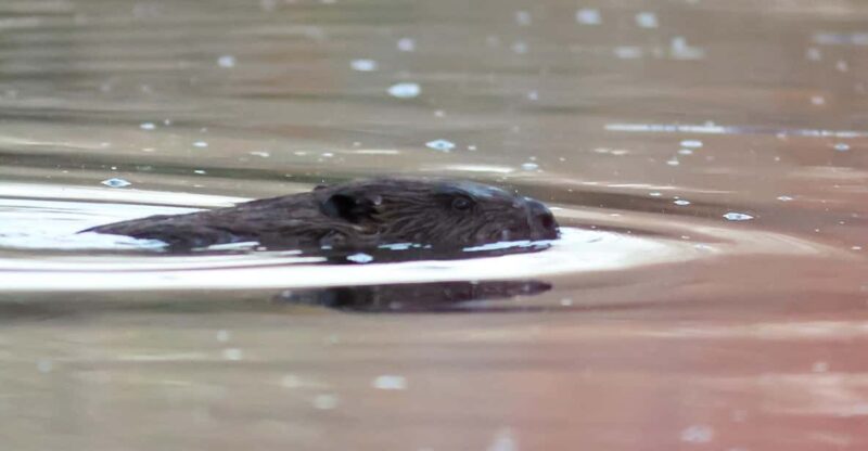 Hortobágy: Beaver Safari Near the Iconic Nine-Arched Bridge - Key Points