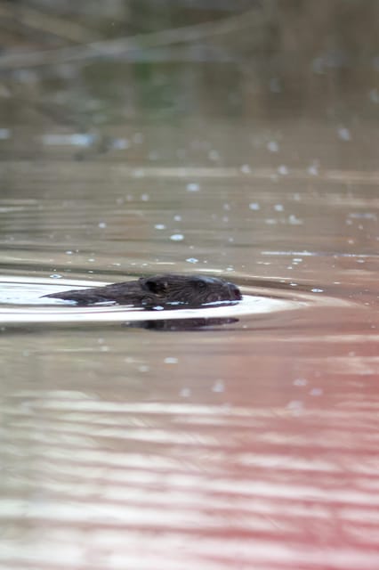 Hortobágy: Beaver Safari Near the Iconic Nine-Arched Bridge - Ecological Importance of Beavers