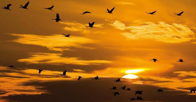 Hortobágy: Crane-watching at Dusk & Visit to the Puszta Park - Key Points