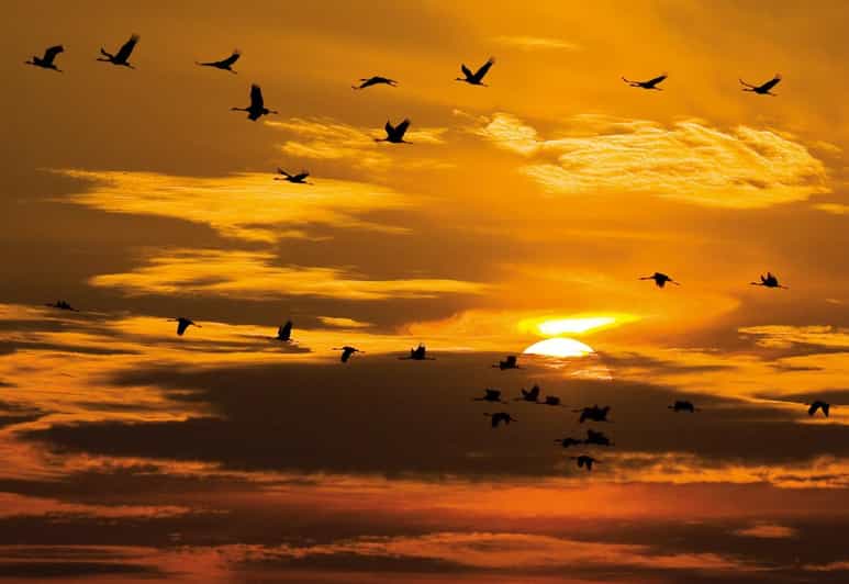 Hortobágy: Crane-watching at Dusk & Visit to the Puszta Park - Detailed Itinerary