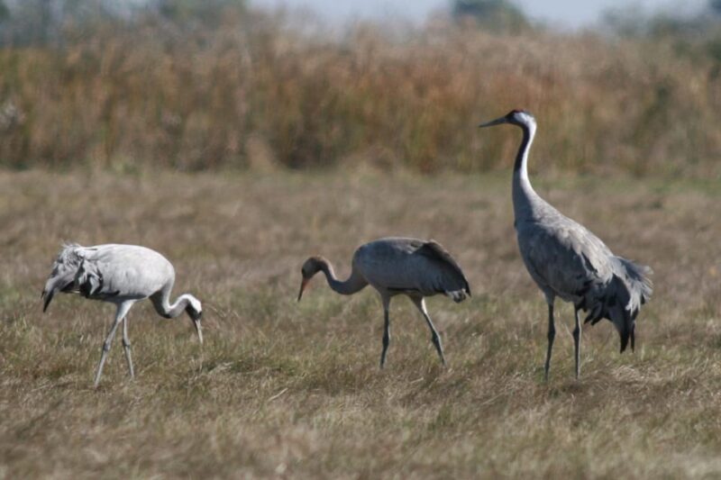 Hortobágy: Crane-watching at Dusk & Visit to the Puszta Park - Hortobágys Highlights