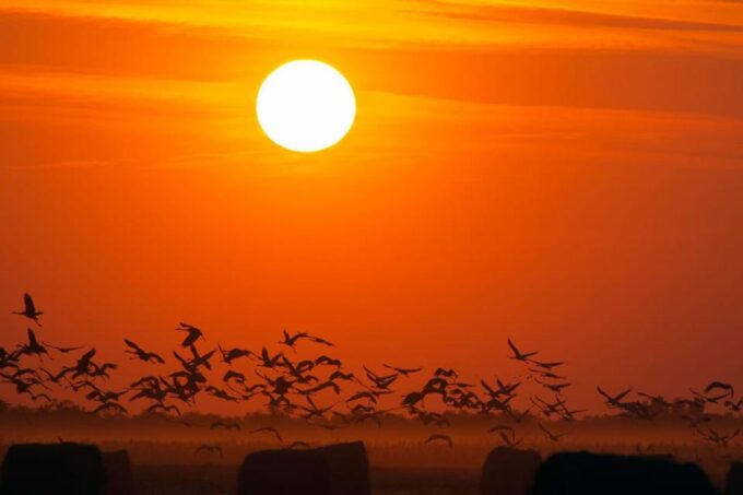 Hortobágy: Crane-watching at Dusk & Visit to the Puszta Park - Recap