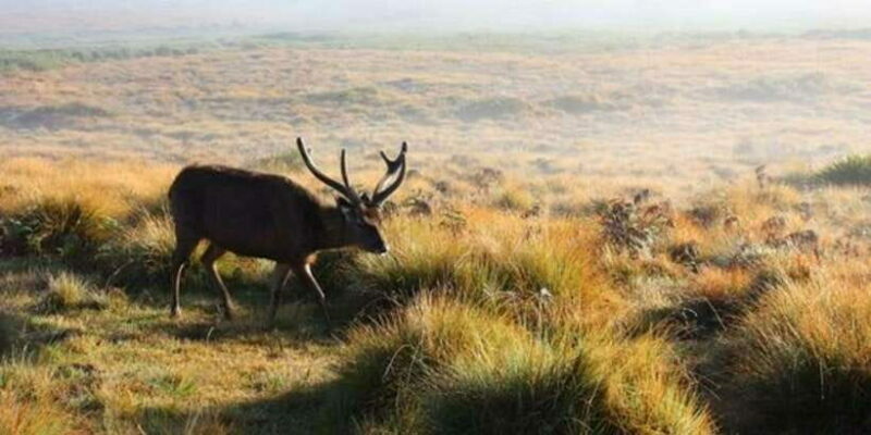 Horton plains: Discover real essence of central highland - Practical Details