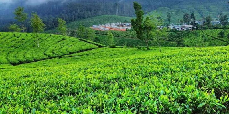 Horton plains: Discover real essence of central highland - The Sum Up