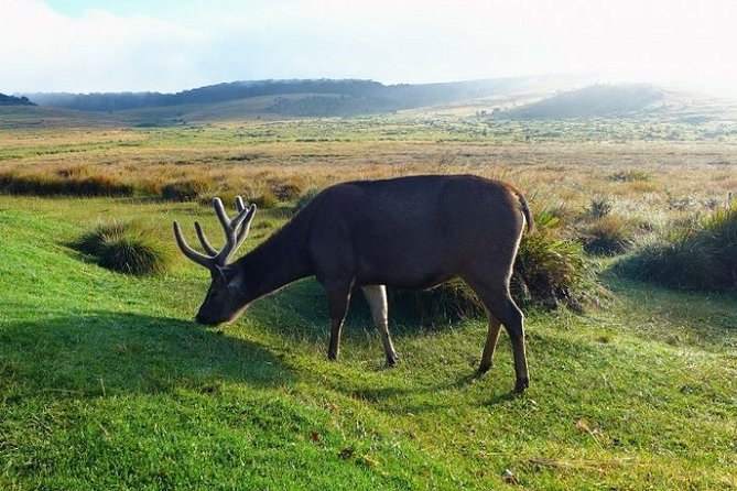 Horton Plains National Park : Private Guided Trekking Tour - Key Points