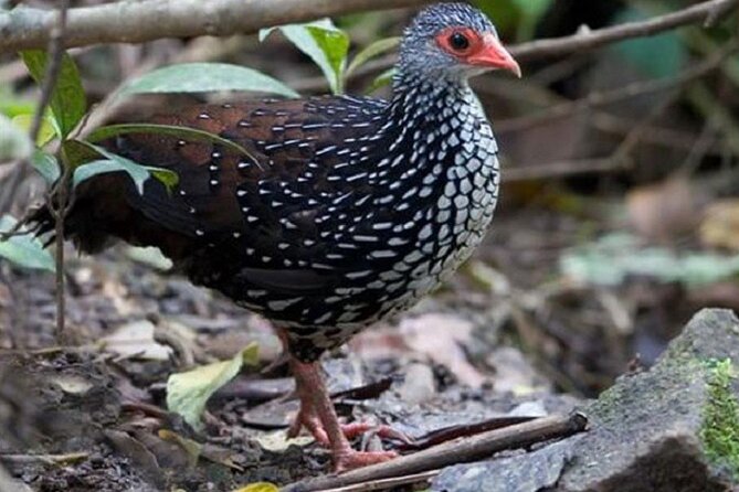 Horton Plains National Park : Private Guided Trekking Tour - Meeting and Pickup