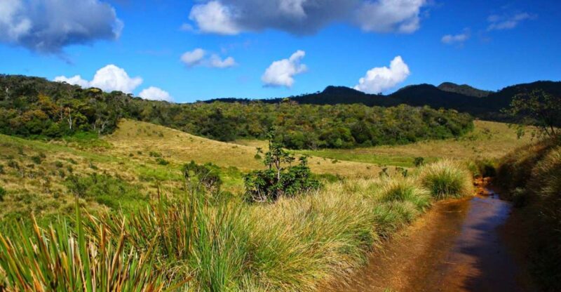 Horton Plains National Park Tour & Scenic Train Ride - Highlights of the Tour