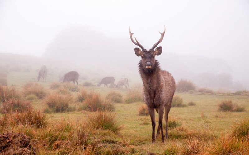 Horton Plains National Park Tour & Scenic Train Ride - Frequently Asked Questions