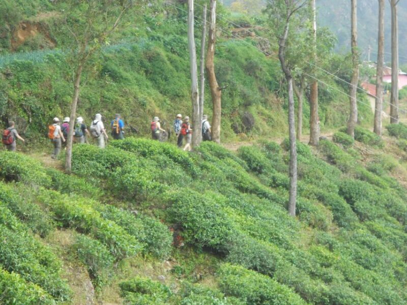 Horton Plains: Pekoe Trail Stage 11 Hiking Trip to Udaweriya - Key Points