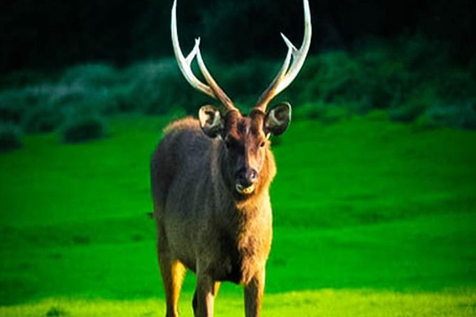 Horton Plains-Worlds End Tour From Nuwaraeliya - Hiking Experience and Highlights