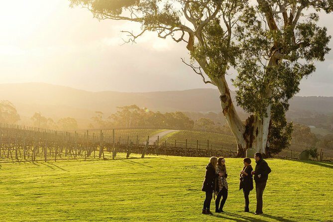 Hosted Wine Discovery Journey Tour - Authentic Feedback from Travelers
