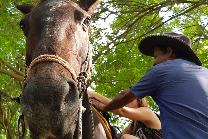 Hot Springs Horseback Riding Adventure - Horse and Trail Quality
