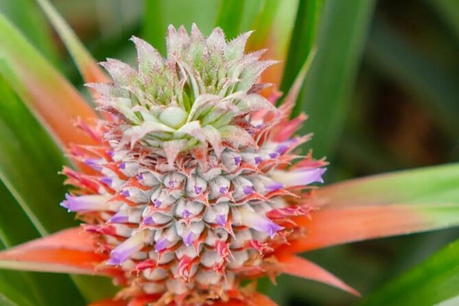 Hot Water Pool Bath Inside Pineapple Plantation & Dinner - Accessibility and Inclusions