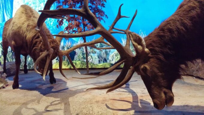 Houston: Citypass® With Tickets to 5 Top Attractions - Visitor Demographics