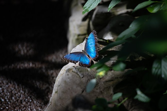 Houston Museum of Natural Science and Cockrell Butterfly Center - Interactive Exhibits