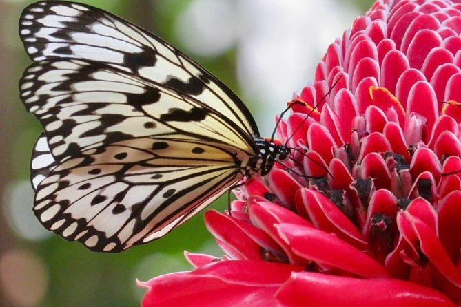 Houston Museum of Natural Science and Cockrell Butterfly Center - Live Insect Displays