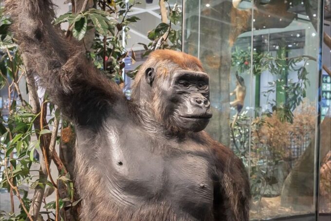 Houston: Museum of Natural Science General Admission Ticket - Upcoming Exhibits and Events
