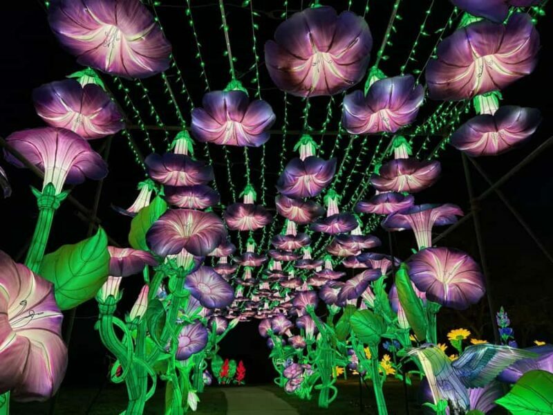 Houston: Radiant Nature Winter Light Show Tickets - An Overview of Houston’s Radiant Nature Winter Light Show