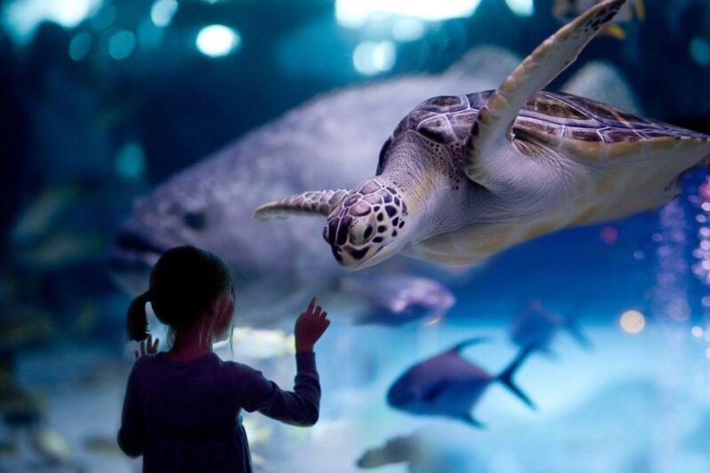 Houston Tour and Aquarium Ticket - Meeting Point and Essentials