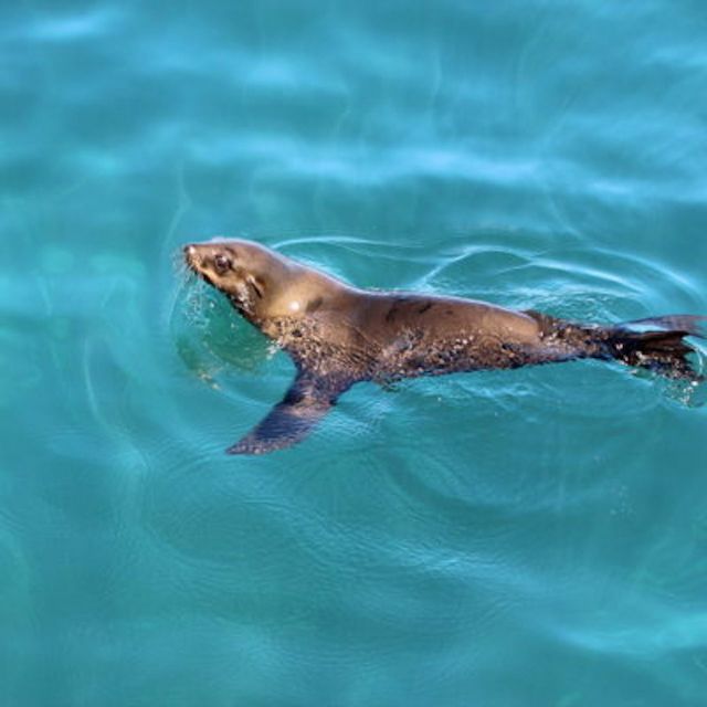 Hout Bay: Duiker Island Seal Colony Cruise - Highlights of the Experience