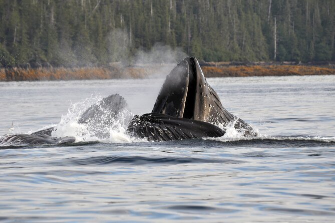 Hovercraft Eco Adventure and Wildlife Viewing - Cruise Details and Meeting Points