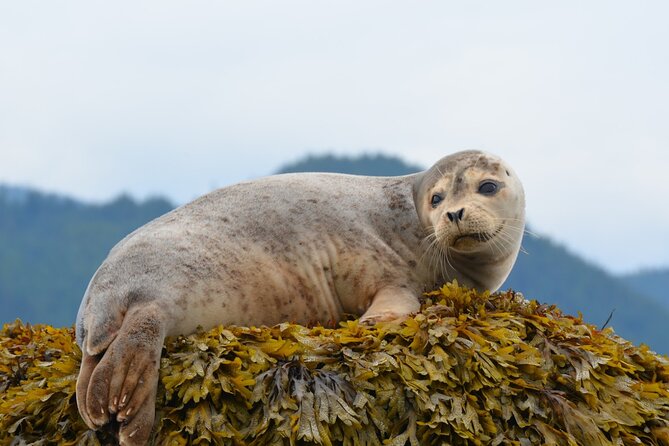 Howe Sound Sea Safari Cruise - Weather and Conditions