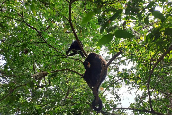 Howler Monkey Sanctuary and Belize City Tour - Rainforest Hike With Guide