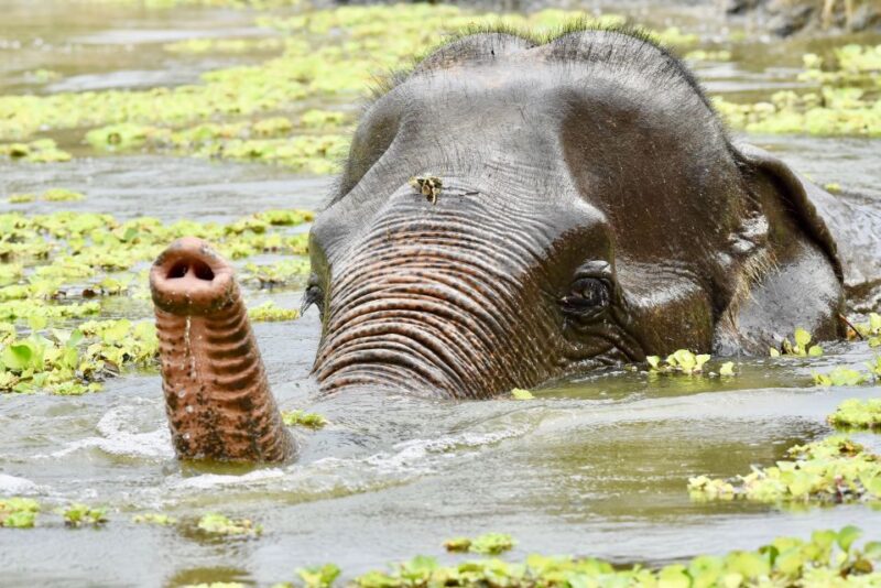 Hua Hin: Wildlife Friends Foundation Thailand Full-Day Visit - Pricing and Inclusions