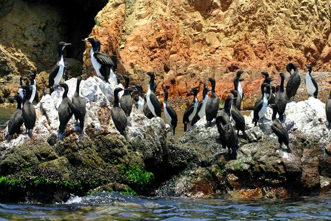 Huacachina Oasis & Ballestas Islands From Lima - Private Trip - Pricing and Cancellation Policy