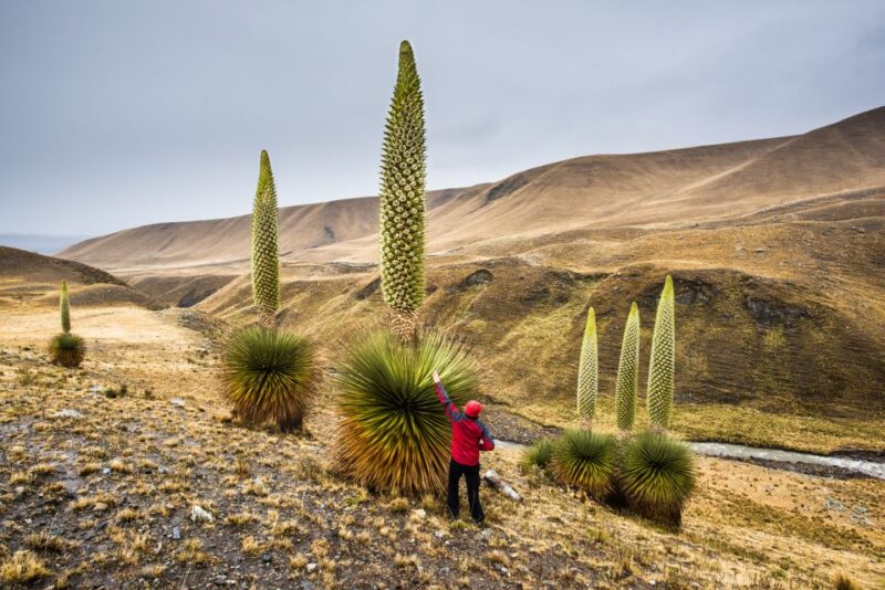 Huaraz: Pastoruri Glacier Day Trip - Pickup and Transportation