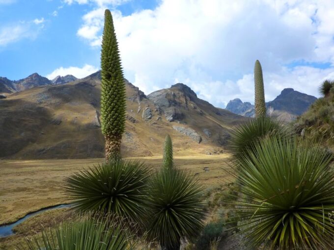 Huaraz: Pastoruri Glacier Day Trip - Suitability and Considerations