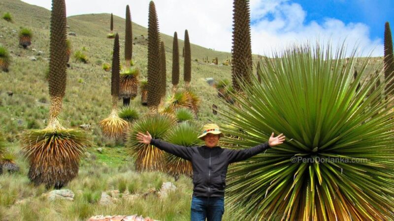 Huaraz: Pastoruri Glacier + Puyas Raymondi Forest - Highlights