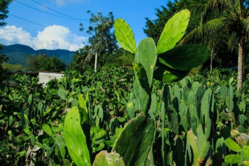 Huatulco: Authentic Rural Mexican Experience Adventure - Experience Highlights