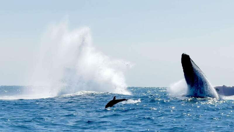 Huatulco: Awakening with Stars Dolphins Boat Cruise - Key Points