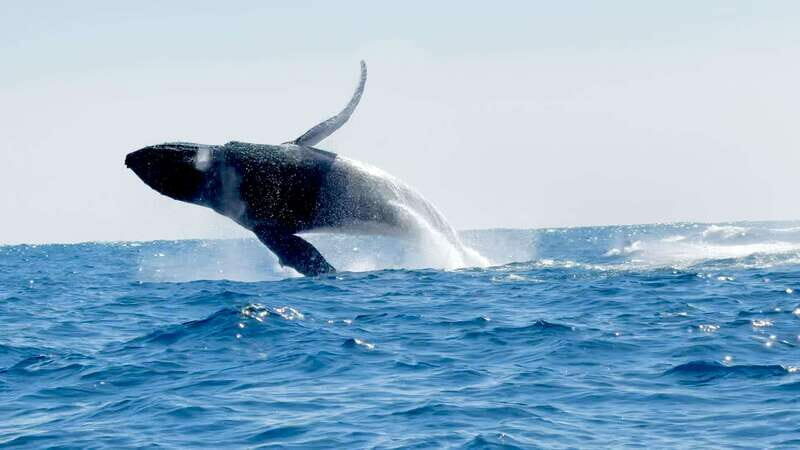 Huatulco: Awakening with Stars Dolphins Boat Cruise - An Authentic Huatulco Marine Encounter