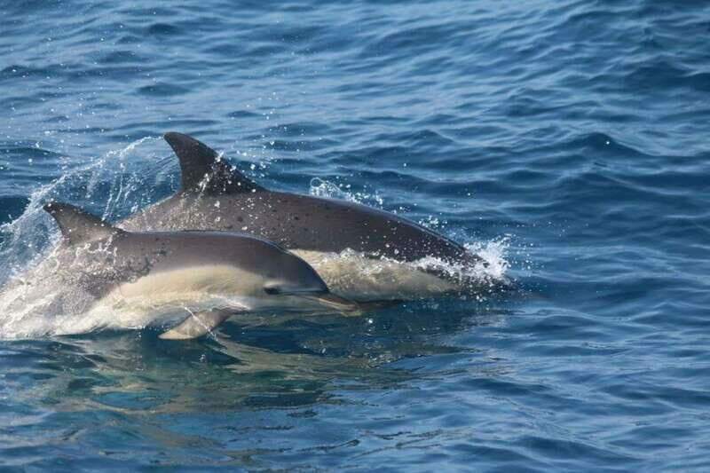 Huatulco: Awakening with Stars Dolphins Boat Cruise - The Itinerary in Detail