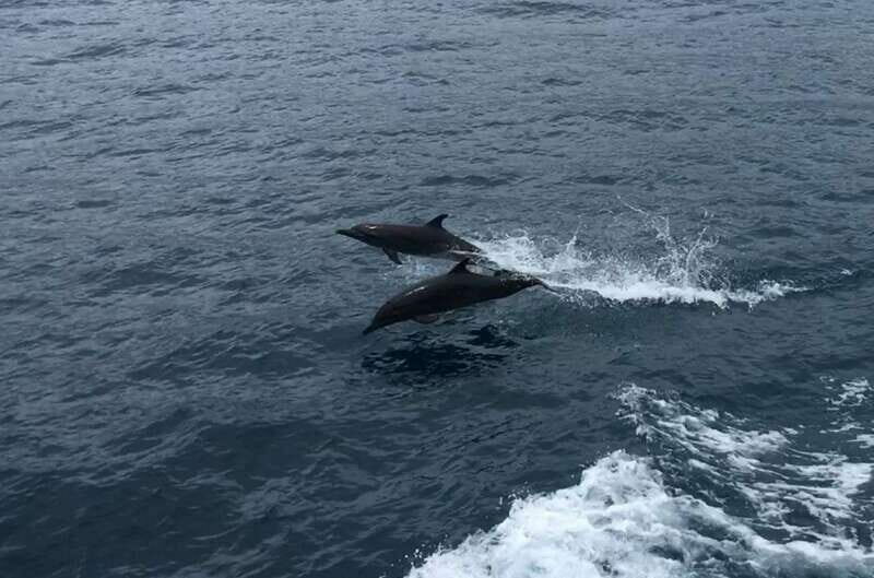 Huatulco: Awakening with Stars Dolphins Boat Cruise - Frequently Asked Questions