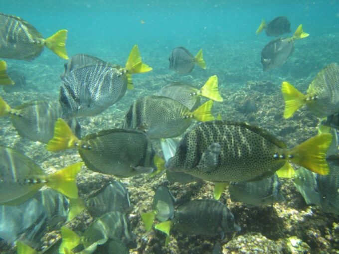 Huatulco Bay: Bahías Boat Tour & Snorkeling Experience - Booking and Cancellation Policy