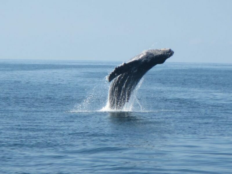 Huatulco: Bays Boat Tour with Snorkeling and Hotel Pickup - Final Thoughts: Is It Worth It?