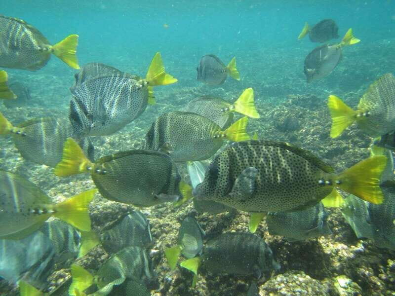 Huatulco: Bays Boat Tour with Snorkeling and Hotel Pickup - FAQ