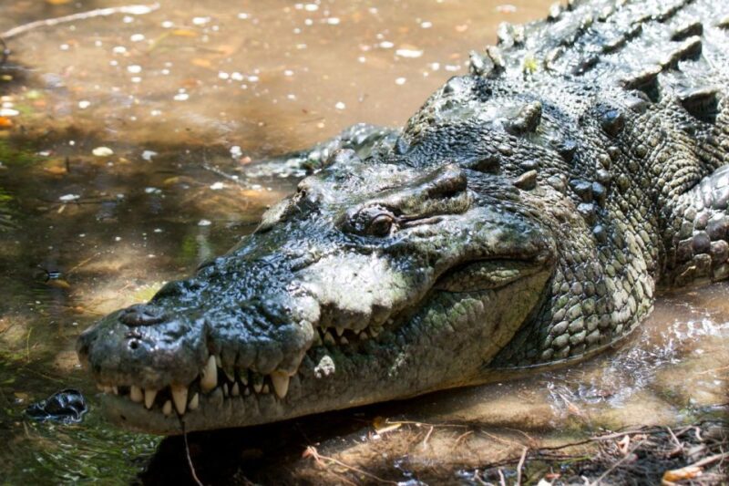 Huatulco: Crocodile & Turtle Ecotour - Inclusions and Transportation