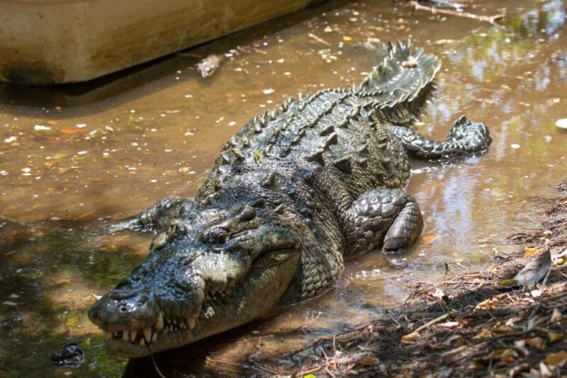 Huatulco: Crocodile & Turtle Ecotour - Recommendations